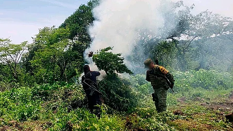 Sedena destruye plantío de marihuana en Michoacán