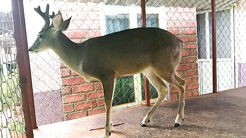 El ejemplar, fue asegurado a efecto de que se le proporcione el respectivo tratamiento etológico y sea incorporado con otros animales de su misma especie (Foto Cortesía)