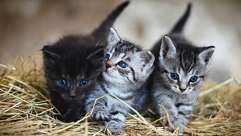 El 20 de febrero y el 29 de octubre son otros de los días que también se conmemoran a los gatos (Foto ilustrativa: pixabay)