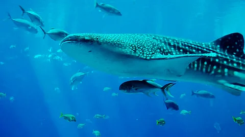 Instituciones como la Semarnat, felicitaron a la especie acuática (Foto ilustrativa: pixabay.com)