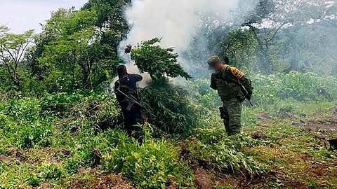 Se procedió a la incineración de las 2 mil 500 plantas, cuya altura superaba los 1.5 metros (Foto Cortesía)
