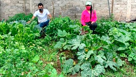 Los productores manifiestan su satisfacción por haber ingresado al programa, porque están cosechando más a menor costo y están obteniendo conocimientos (Foto Cortesía)