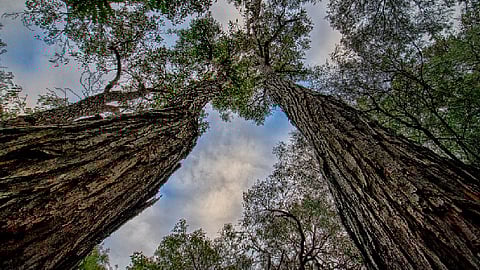 En el mismo espacio, se plantaron 560 árboles de fresno y cedro blanco (Foto: pixabay.com)