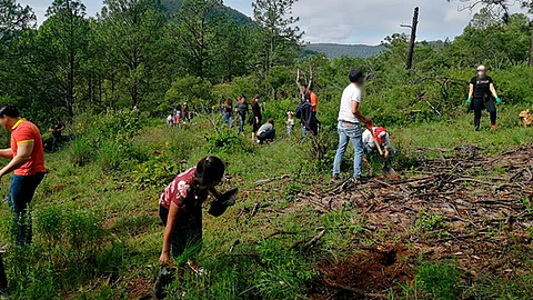 Los pinos cuentan con 2 o 3 años que garantizan hasta un 90 por ciento de éxito de las plantaciones (Foto: cortesía)