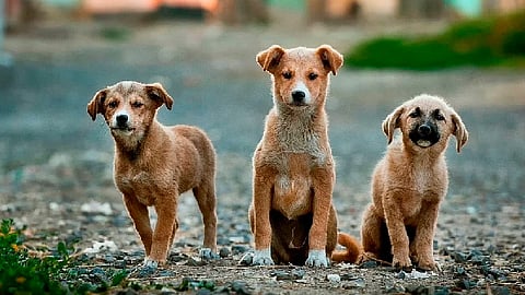 Kim Jong-un prohíbe tener perros como mascotas en Corea del Norte