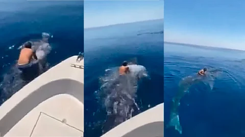 El hombre coloca sus piernas a los costados y sostiene al tiburón de su aleta dorsal (Foto: fotograma YouTube/ pineqfree)
