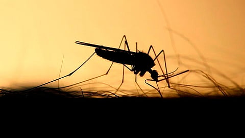 Liberarían en EU mosquitos modificados genéticamente