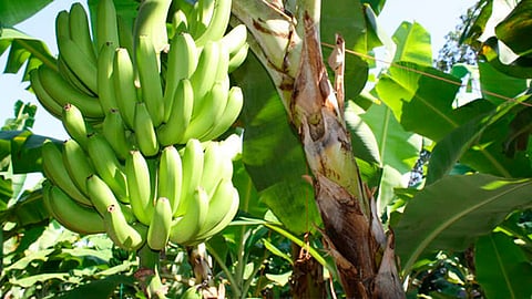 Medina Niño resaltó el papel que juega el sector agroalimentario en el Producto Interno Bruto de México (Foto: Cortesía)