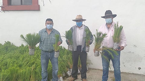 Los antorchitas buscarán plantar los pinos para ayudar a detener el desazolve que se ha tenido en la zona (Foto Cortesía)