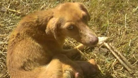 Kirikú fue rescatado por la asociación Ghapad Refugio Luba Yu hace unos días (Foto Facebook: Ghapad Refugio Luba Yu)
