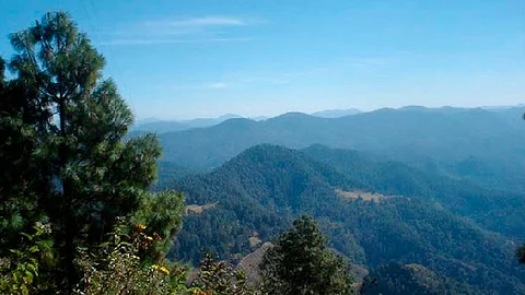 Gran variedad de pinos se pueden encontrar en este Parque Nacional (Foto: www.gob.mx)