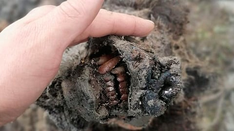 Científicos encargados del caso califican el hallazgo de "importancia mundial" (Foto: s-vfu.ru)
