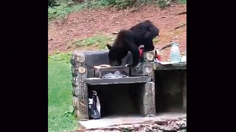 El avistamiento de osos en parque de Nuevo León es una constante (Foto: captura TW/ @telediariomty)