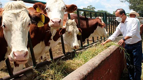 Con apoyo de Senasica y Sedrua, el organismo de Fomento y Protección Pecuaria, realizará un intenso trabajo en toda la geografía estatal (Foto Cortesía)