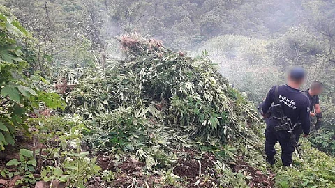 Sobre la localidad La Cofradía elementos de seguridad encontraron el plantío (Foto: cortesía)