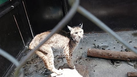 Personal de la Fiscalía y del Zoológico de Morelia procedieron a la revisión y al aseguramiento del felino (Foto: cortesía)