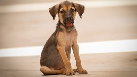 Pocos son los animales que fueron adoptados durante la contingencia (Foto: www.juarez.gob.mx)