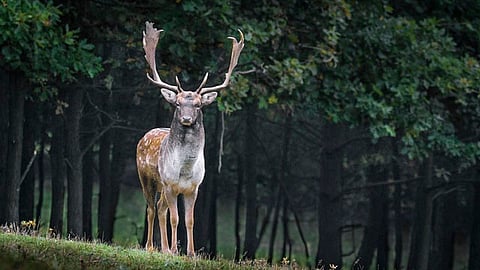 A pesar de que el ciervo estaba herido había sobrevivido. Sin embargo, más tarde las autoridades lo sacrificaron (Foto ilustrativa: pixabay)