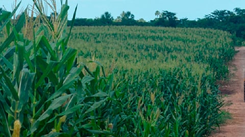 La milpa está ubicada en la población de Santa Ana del Arco (Foto ilustrativa: archivo)
