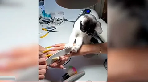 Gatita manicurista se vuelve viral por ayudar a su dueña [Video]