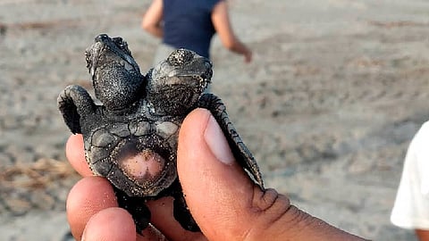 Raro pero sorprendente; nace tortuga de 2 cabezas en LC, Michoacán