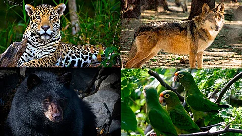 Cinco mil 200 especies de animales se encuentran en peligro de extinción en la actualidad (Foto: www.gob.mx/conanp)