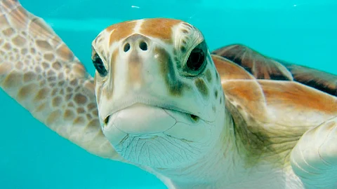 Una tortuga aparentemente enojada mostró el dedo medio (Foto Ilustrativa: pixabay.com)