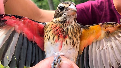 Naturaleza extraña: encuentran ave mitad macho y mitad hembra