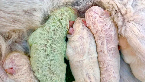El perrito de pelo verde no tendrá para siempre este color (Foto Facebook: Cristian Mallocci)