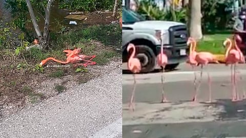 Se presume que las aves deambulaban desorientadas por el mal clima del fin de semana (Foto: FB @Yucatán Relevante)