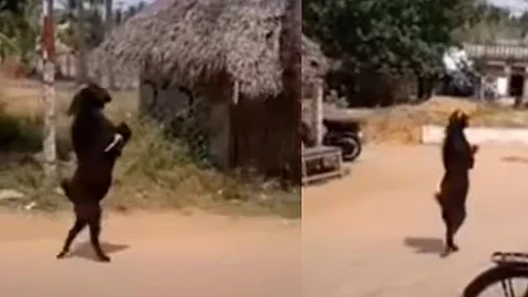 El animal se pasea por la aldea causando miedo y asombró (Foto: fotograma Youtube/ KLH100)