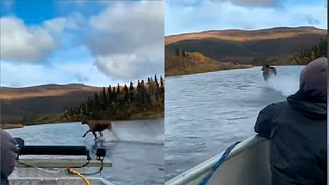 En las imágenes se ve al alce moverse con mucha facilidad sobre el agua (Foto: fotograma Youtube/ 
Videlo)