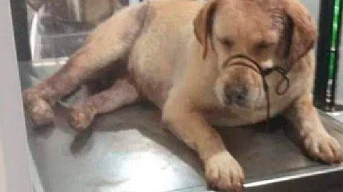 La perrita se encontraba muy mal y falleció en la clínica veterinaria (Foto: captura de video/El Tiempo)