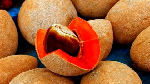 Estos frutos se producen en climas tropicales y normalmente cada planta alcanza entre ocho y 10 metros de altura (Foto: cortesía)