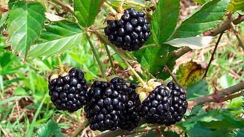 Michoacán concentra el 90 por ciento de la producción de zarzamora a nivel nacional (Foto: archivo)