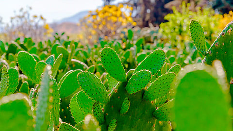 Hasta un 40% cae la venta de nopal producido en Morelia