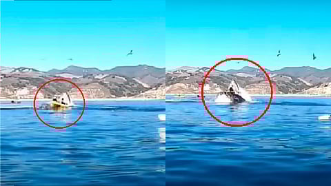 La mujeres resultaron ilesas (Foto: captura de video/Whales of the World)