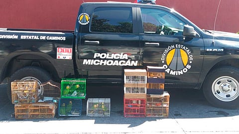 La acción operativa se registró sobre la carretera que conduce a Paracho, a la altura de la desviación a Peribán (Foto: cortesía)