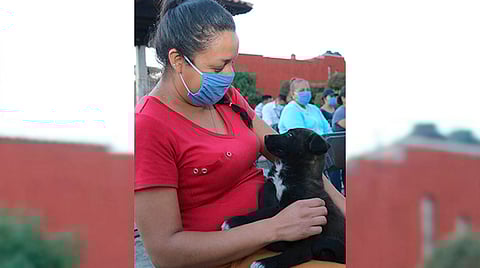 Esta estrategia está dirigida a las familias que tienen una mascota, pero carecen de los recursos suficientes puedan llevar a operar o a vacunar a sus perros y gatos (Foto Cortesía)