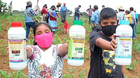 Las técnicas agroecológicas han permitido recuperar la nutrición de los suelos agrícolas y beneficiar a más de 7 mil familias de productores (Foto Cortesía)