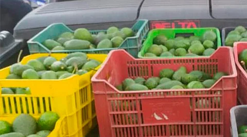 Los indiciados y lo decomisado fueron puestos a disposición de la autoridad correspondiente para llevar a cabo las diligencias que señala la ley (Foto Cortesía)