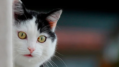 La APP podrá ser descargada gratuitamente (Foto ilustrativa: pixabay.com)