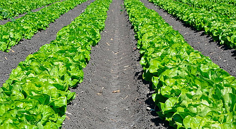 Se cultivan en 579 hectáreas, distribuidas en 11 municipios de la entidad (Foto Pixabay.com)