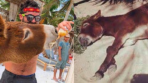 Emborrachan a burro como atractivo turístico en hotel de Tulum