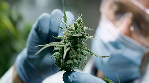 El Senado aprobó el dictamen por el que se expide la Ley Federal para la Regulación del Cannabis, la cual privilegia el bienestar colectivo (Foto: https://www.drugabuse.gov/)