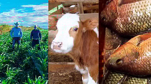 Por once años en forma consecutiva, Michoacán es líder nacional en el valor de la producción agrícola, pecuaria y pesquera con ingresos superiores a los 100 mil millones de pesos (Foto Especial)