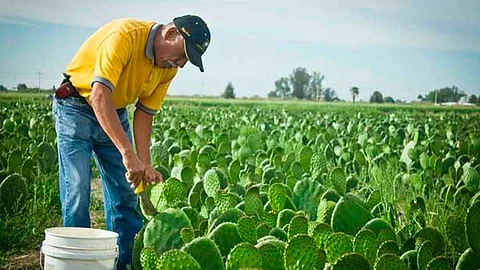 Michoacán se coloca como el 5° productor nacional de nopal