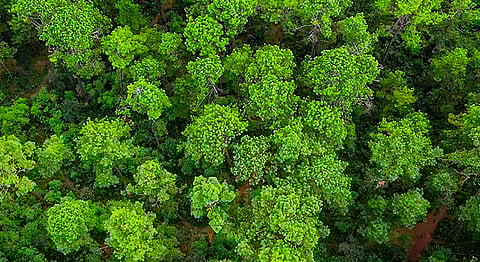 Declararían áreas naturales protegidas en franja aguacatera
