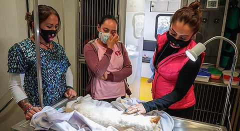 Con estas acciones evitamos la sobrepoblación y se garantiza una mejor atención para ellos, expresó Claudia Isamara, médico veterinario (Foto Cortesía)