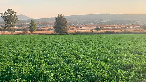 Se pudo observar que se recupera la fertilidad y la nutrición de los suelos agrícolas, gracias a las técnicas agroecológicas y a la elaboración de compostas, lixiviados, fungicidas y herbicidas orgánicos (Foto: Cortesía)